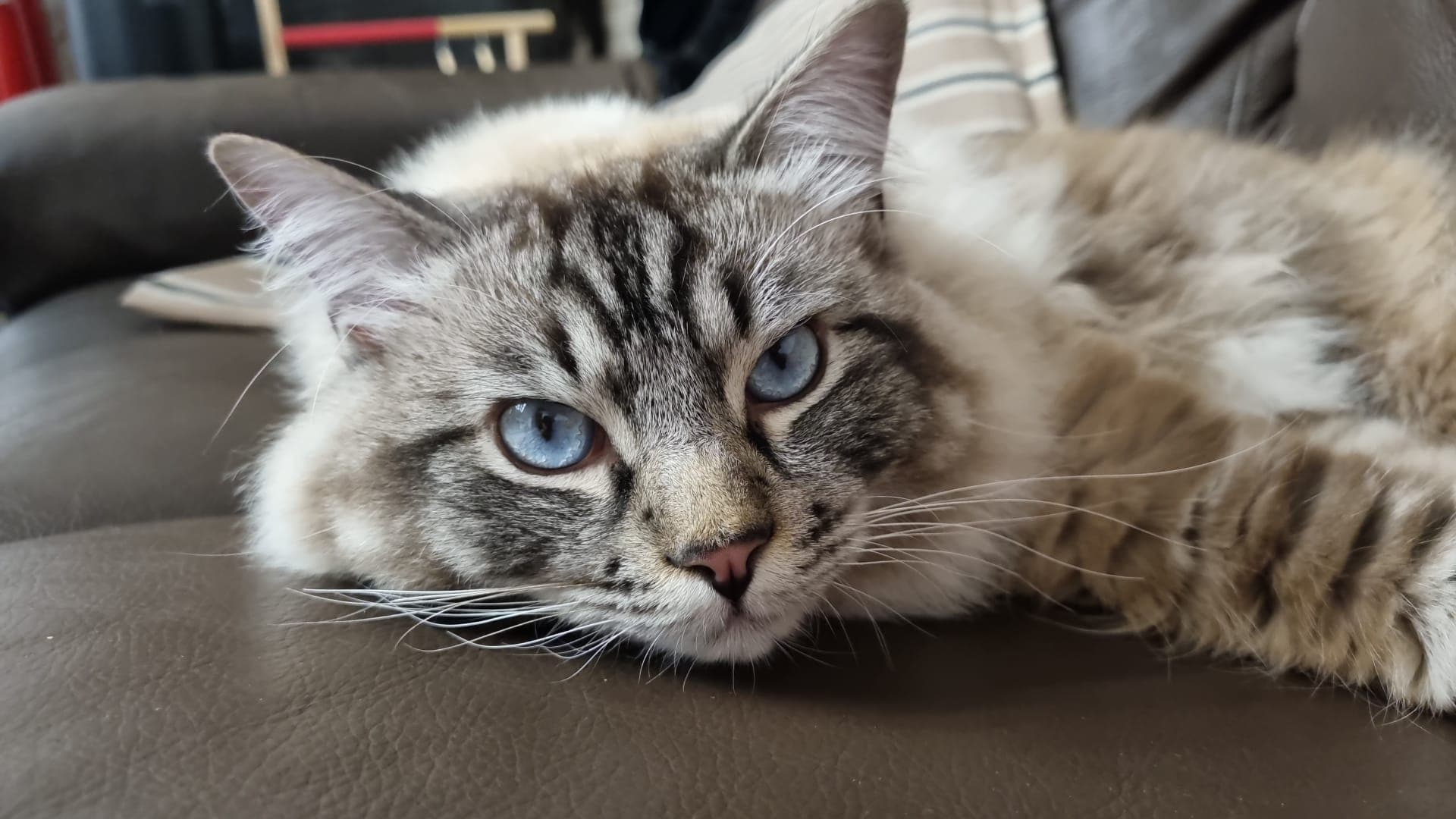 Ragdoll occhi blu