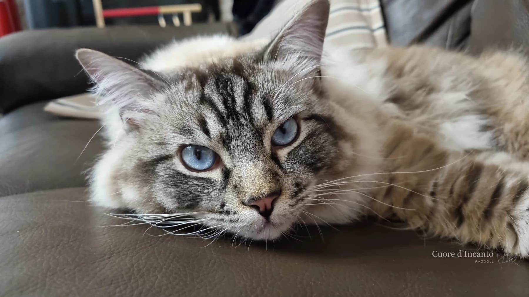 Ragdoll dagli occhi azzurri disteso sul divano