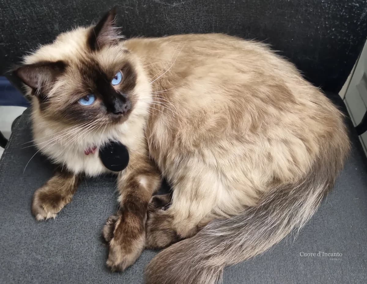 Ragdoll in viaggio insieme alla famiglia