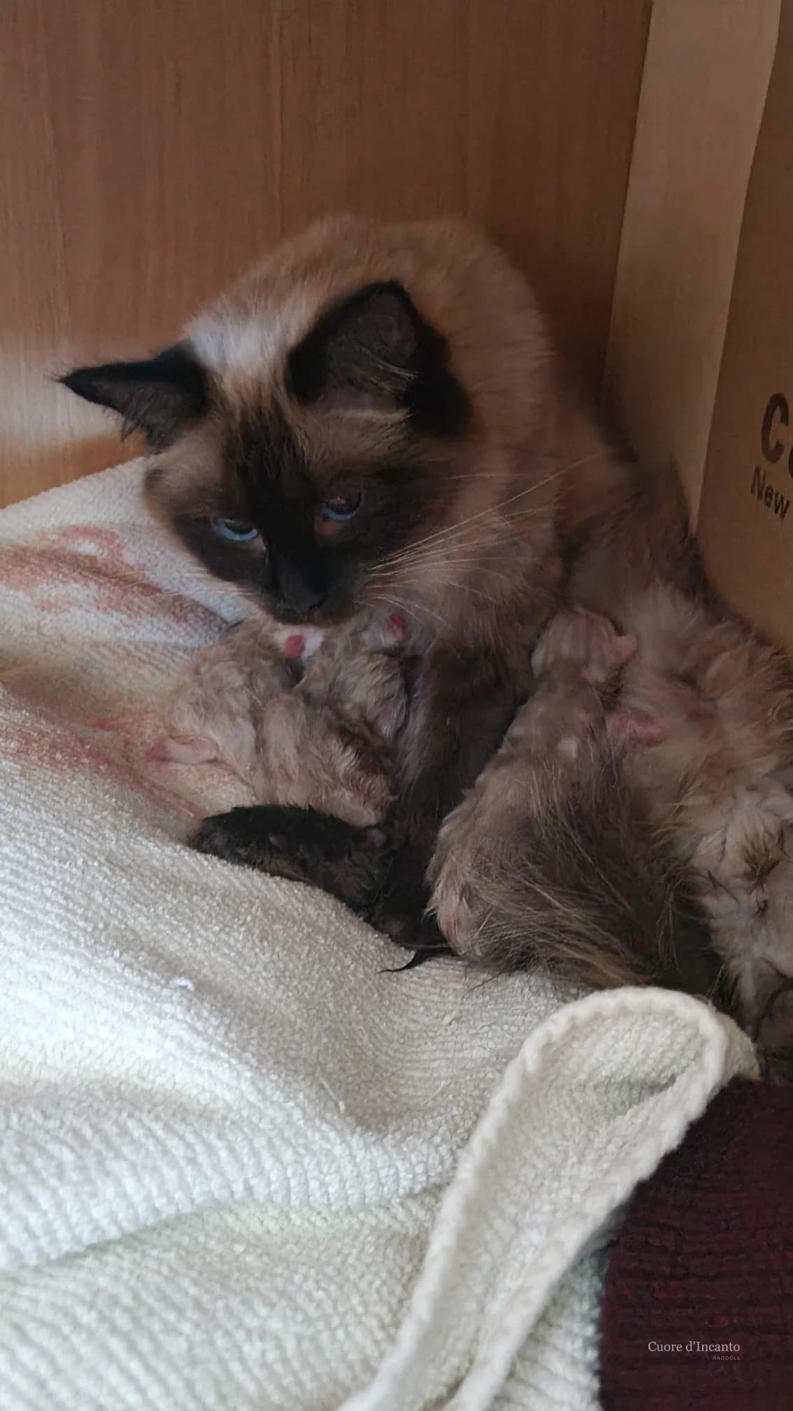 Cwiny, mamma Ragdoll, accanto ai suoi cuccioli appena nati della Squadra T