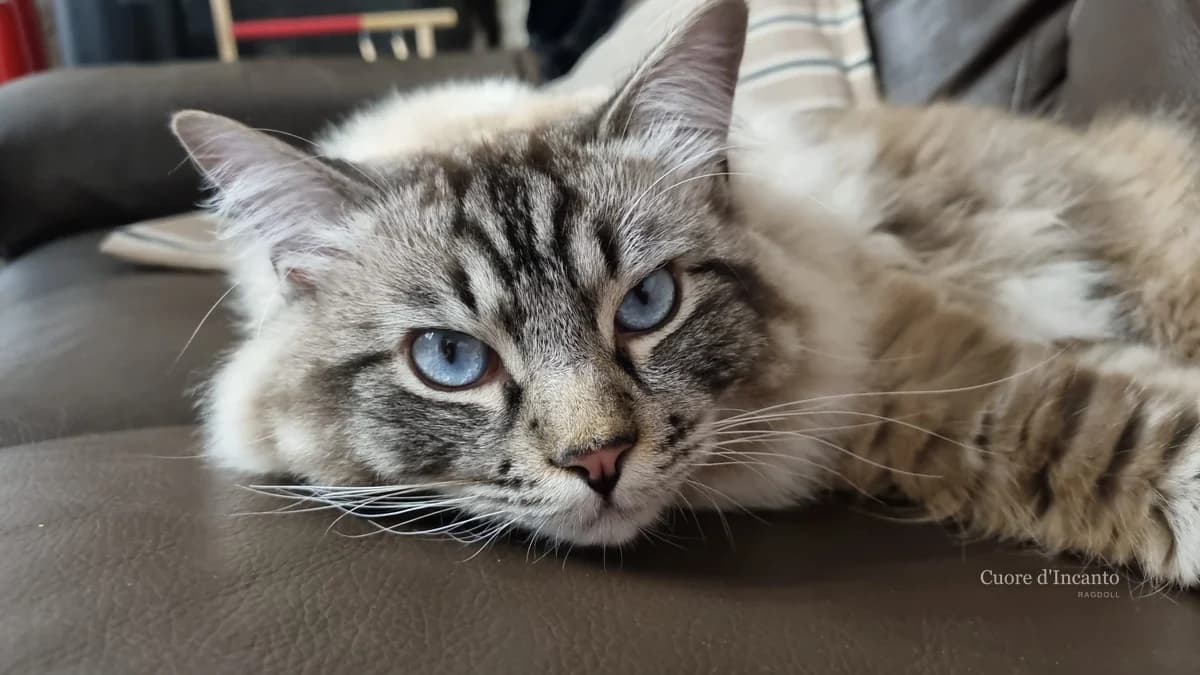 Ragdoll occhi blu