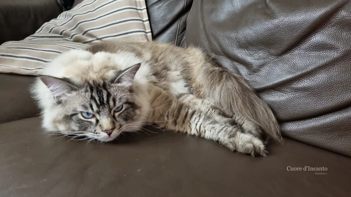 Ragdoll rilassato sul divano