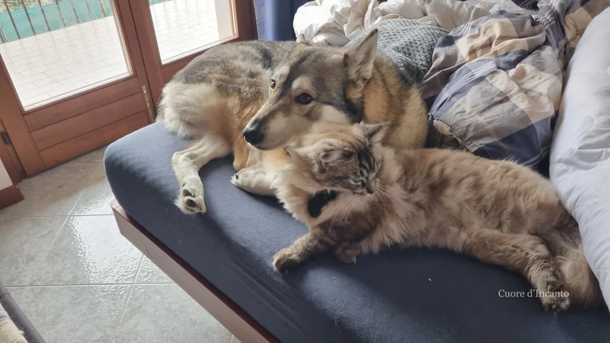 Ragdoll di Cuore d'Incanto in un momento di vita familiare con un amico di casa