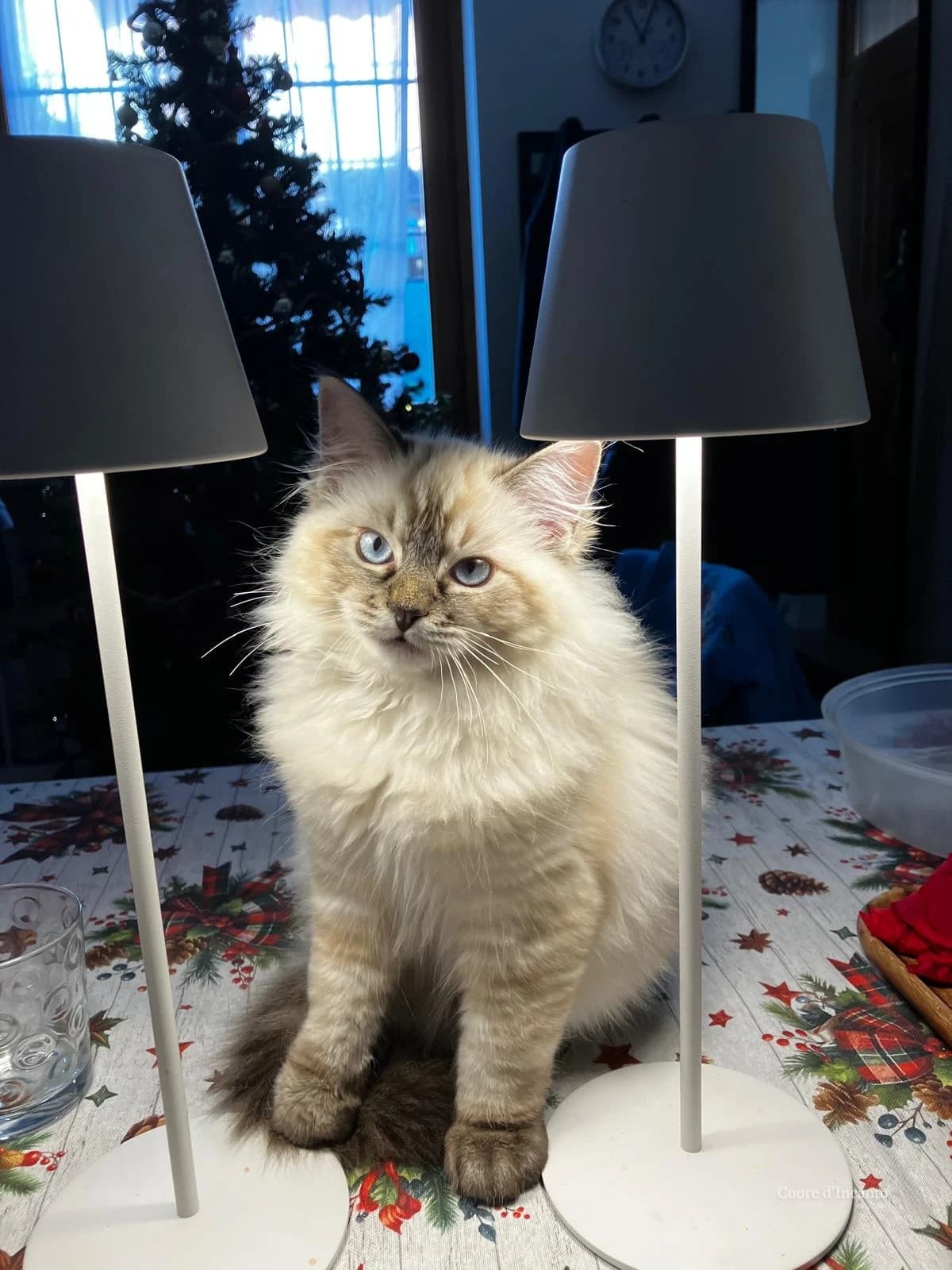 Ragdoll curioso durante una nuova scoperta quotidiana