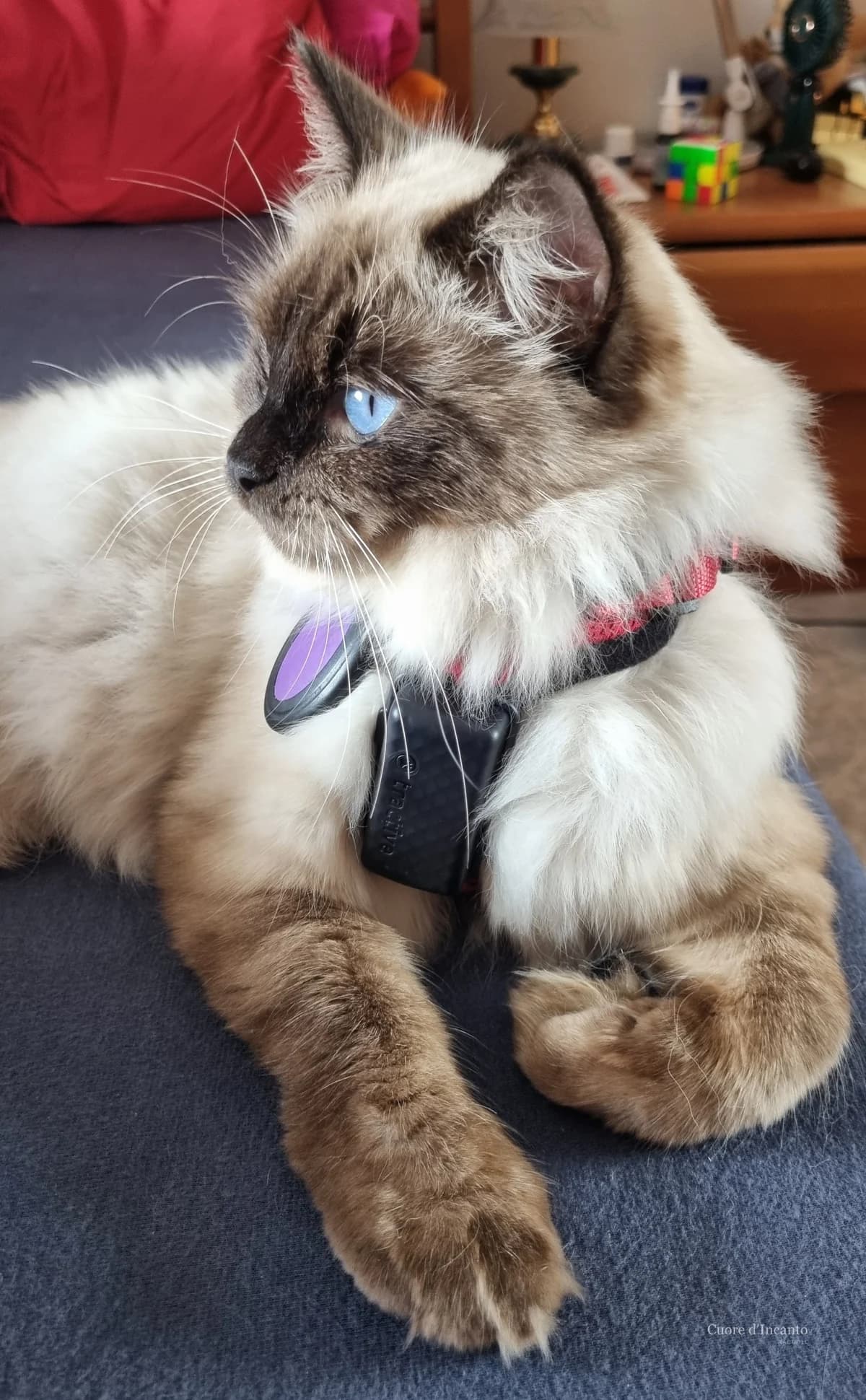 Cwiny, mamma Ragdoll di Cuore d'Incanto, con il suo GPS Tractive
