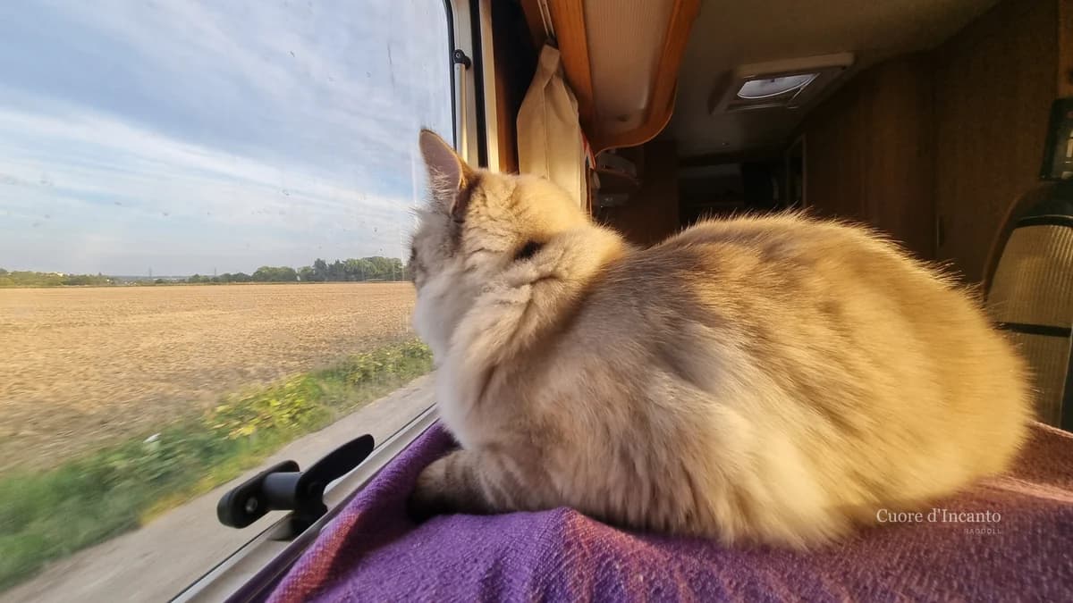 Ragdoll di Cuore d'Incanto durante un viaggio in famiglia