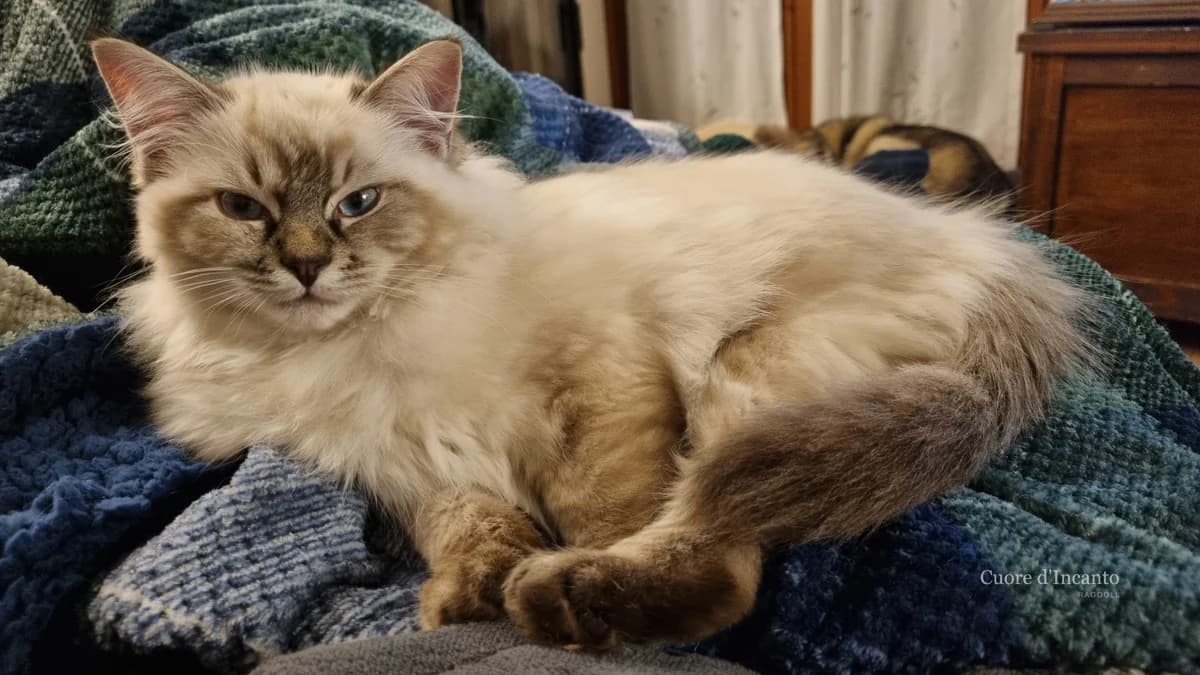 Ragdoll rilassato in casa in un momento tranquillo