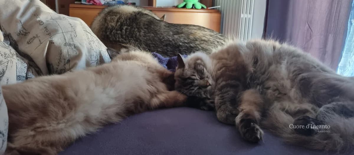 Ragdoll che condivide piccoli momenti di avventura familiare