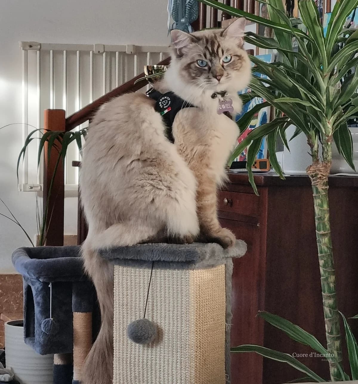 Ragdoll di Cuore d'Incanto in posa nella sua casa