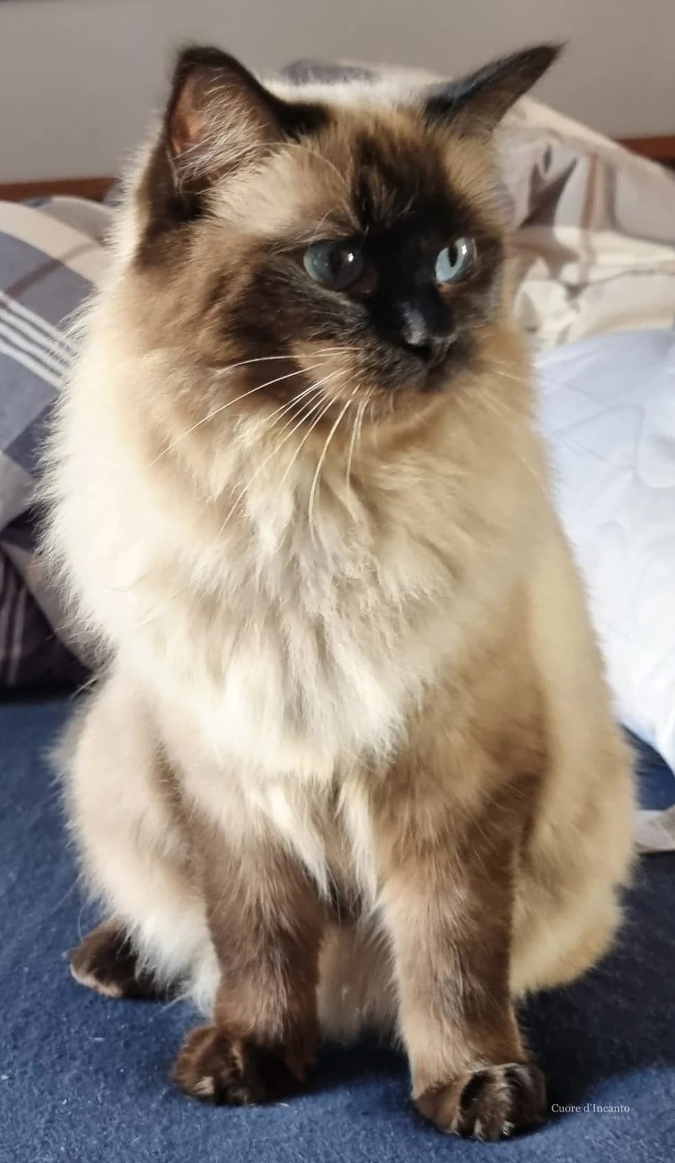 Cwiny, mamma Ragdoll di Cuore d'Incanto, ritratta in un momento di dolcezza