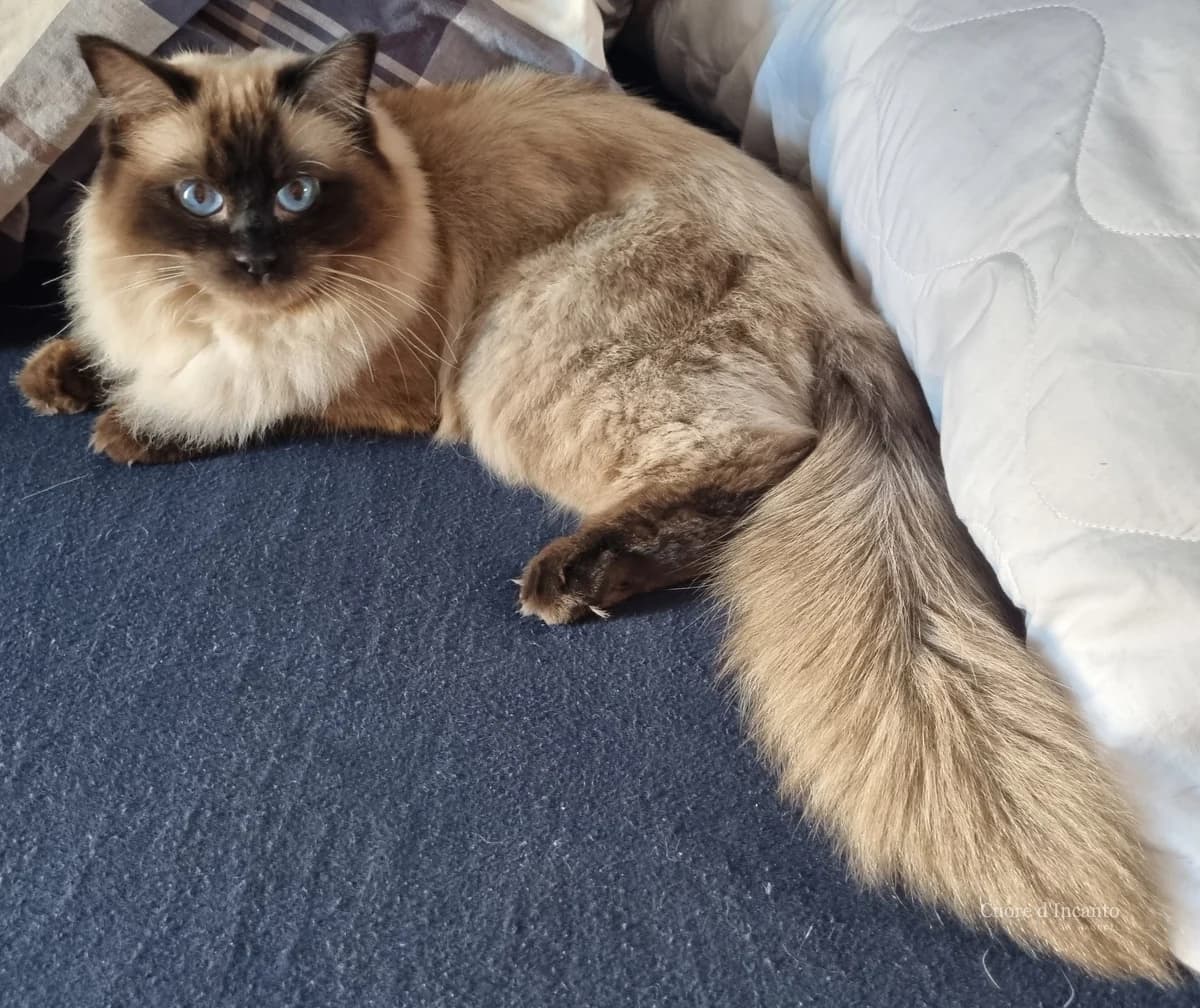 Cwiny, femmina Ragdoll, in un momento tranquillo della vita familiare