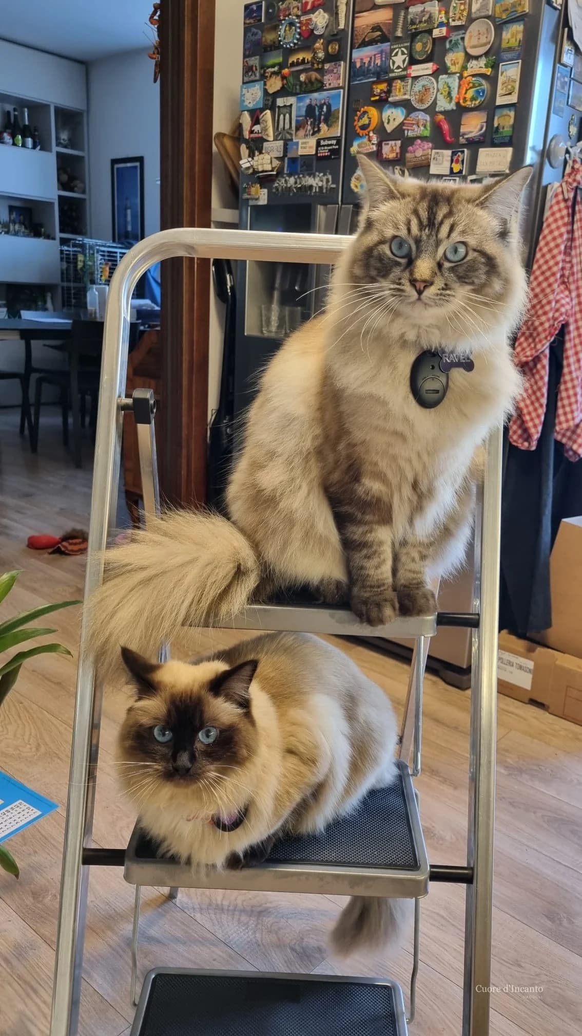 Ragdoll in ambiente familiare